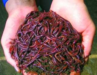 Рецепти за производство на биохумус - биологичен хумус или еко тор от червеи. Cherven_kaliforniyski_chervey_za_proizvodstvo_na_biohumus