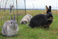 Meet the Bazaar Bunnies IMG_3313