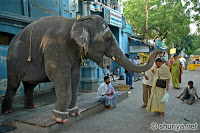  கோவில் யானையின் ஆசீர்வாதம் ....? TempleElephant2