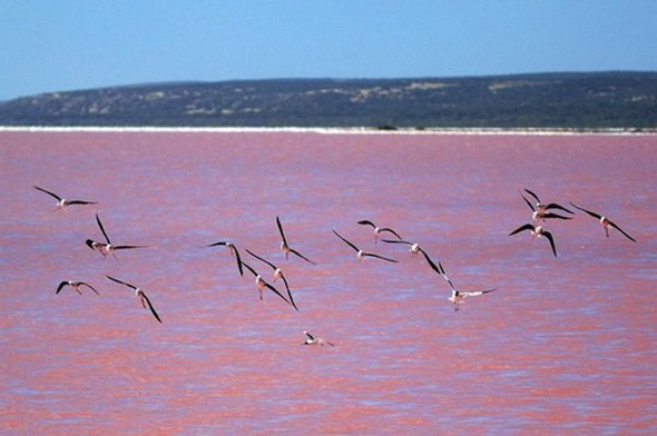 بحيرة وردية Pink%20lake%20in%20Australia%207