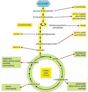 Glycolysis  GlycolysisCAC_Byproducts