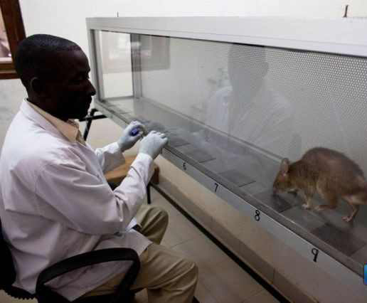الفئران تنقذ حياة المواطنين في موزمبيق Aaa4