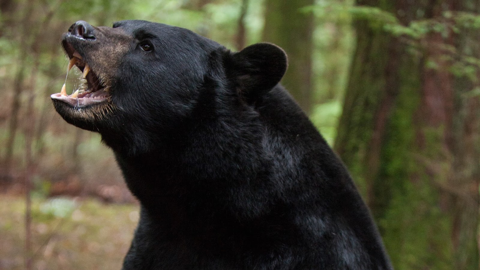 En el bosque sobrevive (Backcountry) 2014 Black-bear-backcountry-movie_h