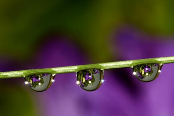 زهرات... بعيون قطرات الندى Flowers-in-Water-Drops-Photos-2