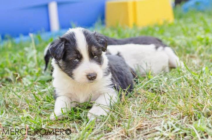 7 cachorros cruce de border collie en Girona (PE) 10410217_886301121394951_5535924452729777934_n%2B(FILEminimizer)