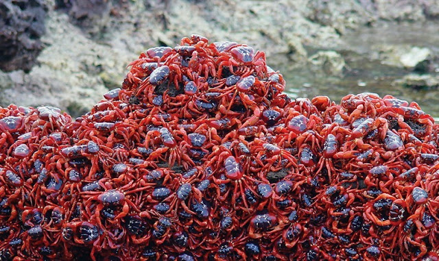 السرطان الاحمر يهاجر Red-crab-migration-11%5B2%5D