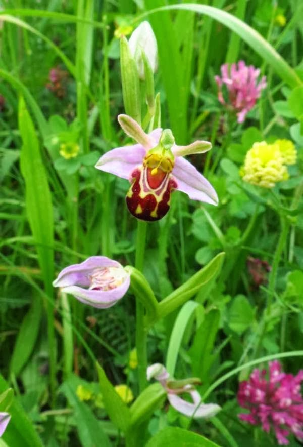  زهرة أنثى النحل .. Image006-794066