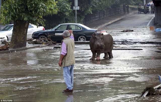Lions, bears, tigers crocodiles and wolves roam the streets as flash floods hit Tbilisi, Georgia  299B605500000578-3123378-image-a-20_1434271869956