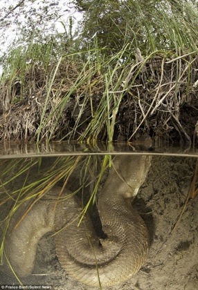 மிக பெரிய அனகோண்டா இனம் கண்டு பிடிப்பு அமேசன் காடுகளில் அதிர்ச்சி படங்கள் 20121110-103609