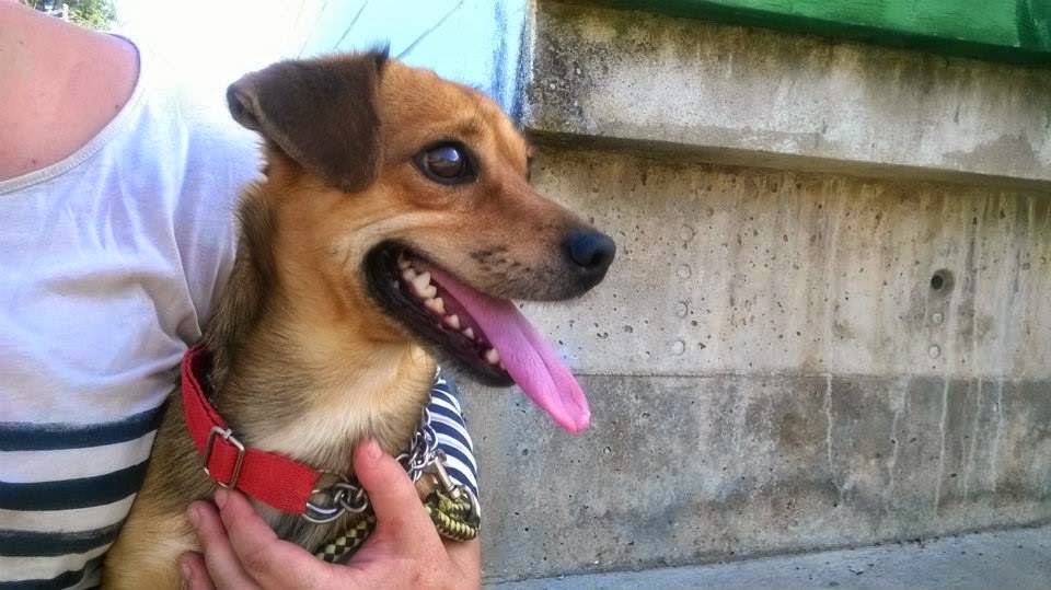 ADOPTADO!!! RANDY (2012), cruce de teckel en adopcion. Tiene mucho miedo a las personas, necesita alguien con paciencia que lo quiera y le enseñe a confiar. Zafra (Badajoz) (PE) Randi1