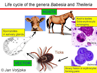 الثايليريا_theileriosis Piroplasmids