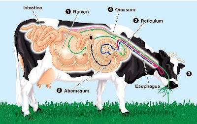 ليه البقر والماشية حلال اكلها والخنازير والكلاب حرام اكلها ؟!!  Whsbmfa5fa5ena_cow