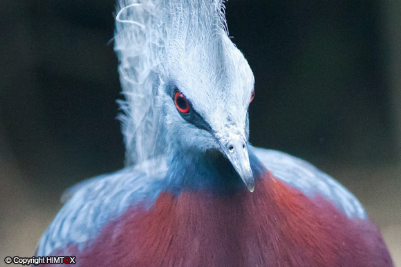   ليست حمامةً بالشكل التقليدي الذي نعرفه للحمام بل تبدو أقرب لكائن خيالي Crowned_Pigeon03