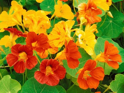 نبات أبو خنجر tropaeolum majus 1