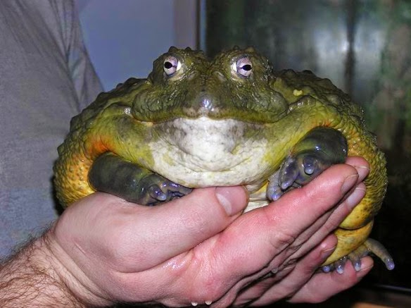 10 أنواع تم اكتشافها 2014م(1- الضفدع الفهد) The-world_s-top-10-most-amazing-frogs-3