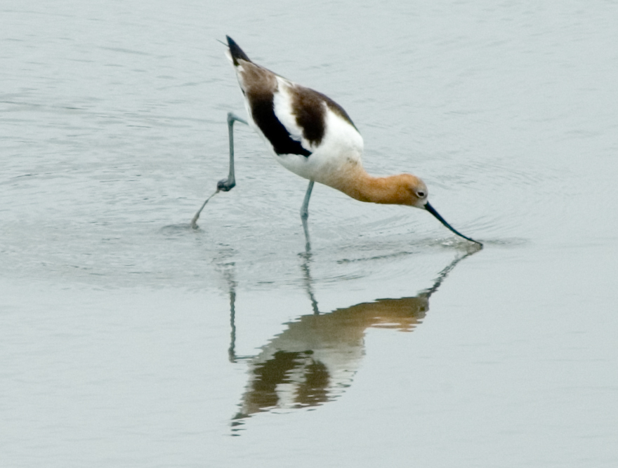 CACHORROS Y ANIMALES - Página 14 American_avocet