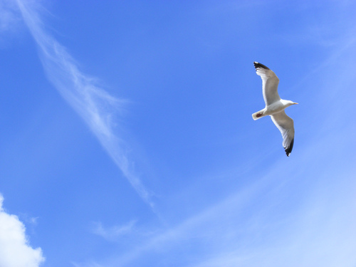 ATP 250: Montpellier, Zagreb, Vina Del Mar Nature-bird-flying-sky-blue1