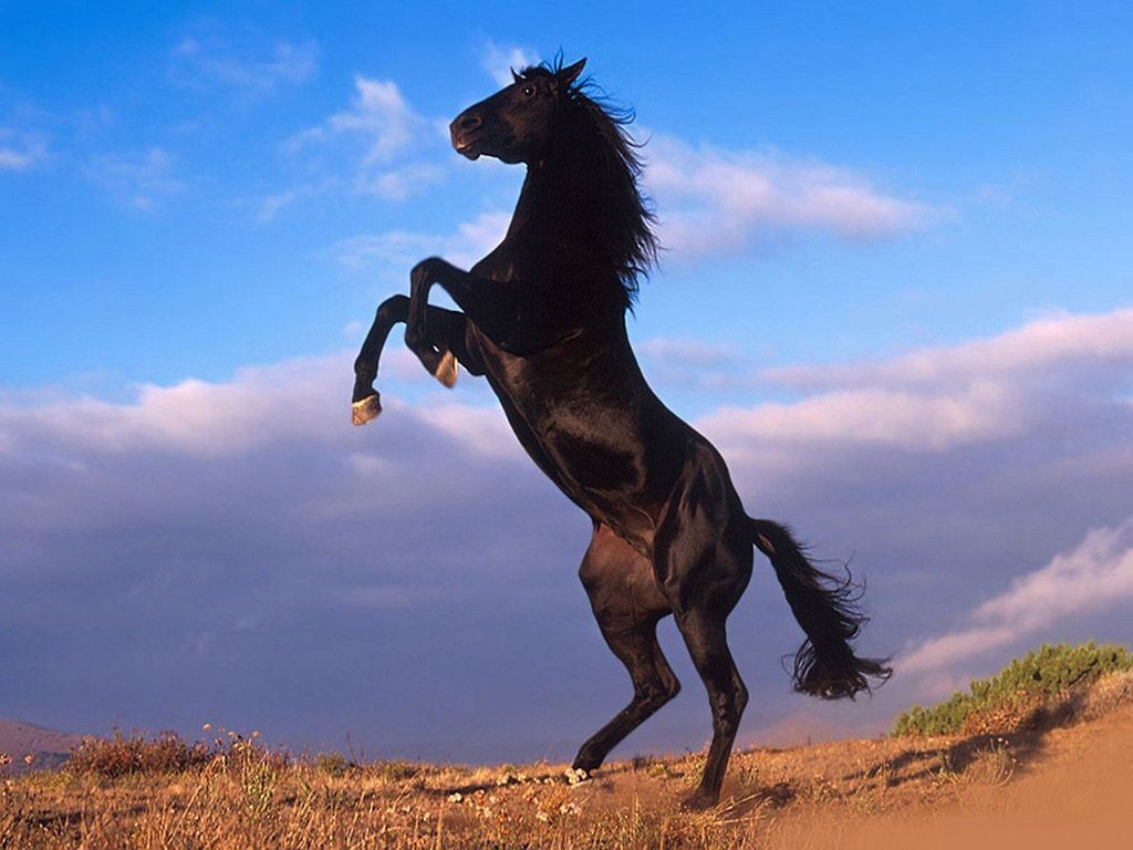 جمال الخيل الاسود Best-desktop-horse-wallpapers