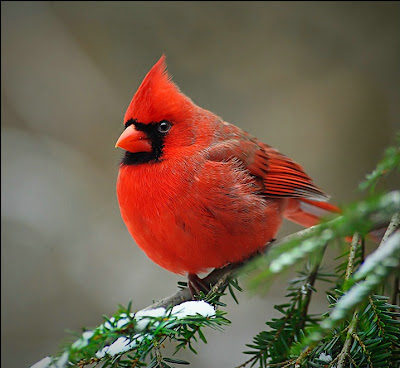 in the event yellowstone caldera ever erupts in our life time Cadinal-birds