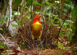 Burung Namdur, Disainer Sarang Terhebat NamdurEmas