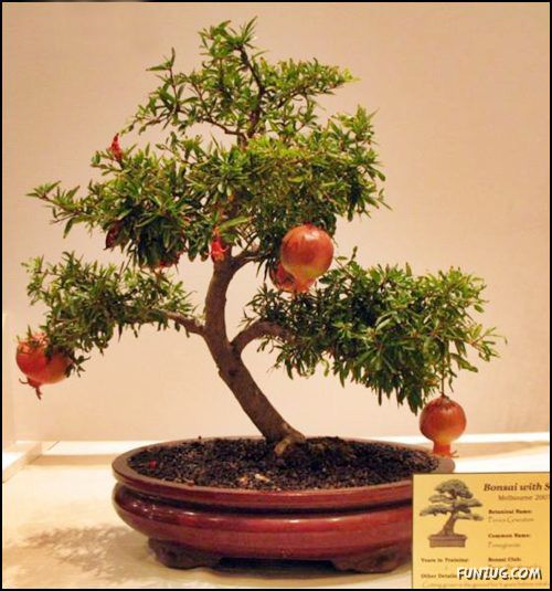           Japanese_bonsai_trees_03