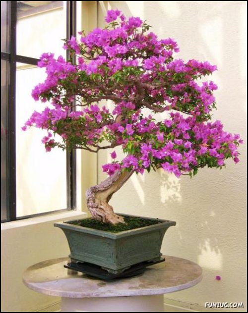 شاهد الذوق الراقي الياباني  Japanese_bonsai_trees_13