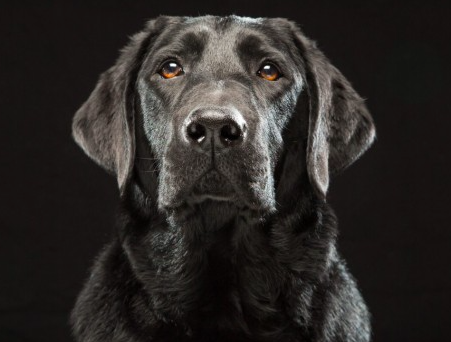 La razón por la que no puedes resistirte a mirar los ojos de un perrito Captura%2Bde%2Bpantalla%2B2015-03-18%2Ba%2Blas%2B22.25.35