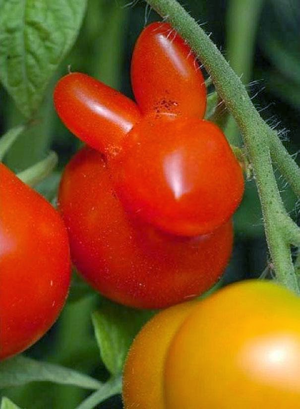 بالصور أغرب 15 شكل للفواكه والخضورات Tomato