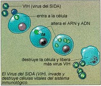 Mentiras sobre el Sida. - Página 3 Vih_3