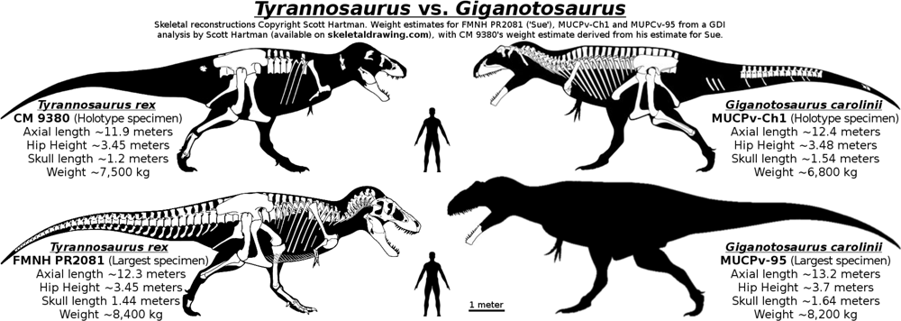 Spoilers: ¿De qué especies tiene ADN el I-Rex? - Página 5 1000px-Giganotosaurus_vs._Tyrannosaurus