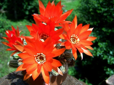 Fleur Martine 14 juin trouvée par Blucat Med-Visoflora-fleur-de-cactus-699