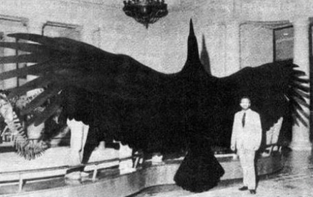 Algunos de los animales más grandes que han existido jamás Argentavis
