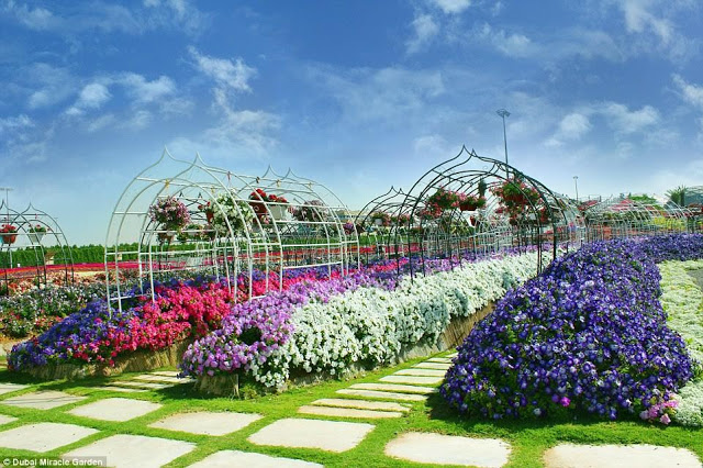  DUBAI MIRACLE GARDEN  10