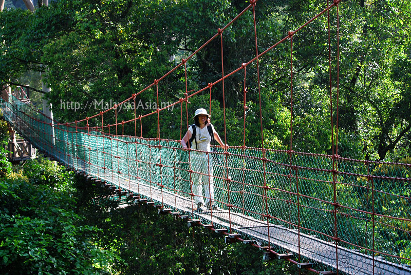 Vlera e mjedisit Sabah-canopy-walk