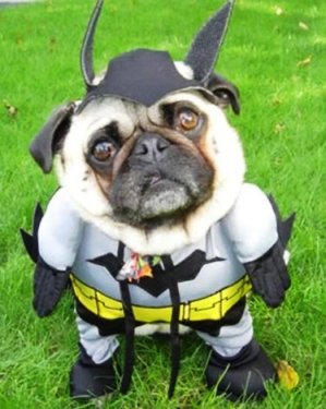 صور طريفة .. تجميعي .. Funny pictures Funny-dog-picture-batman-dog