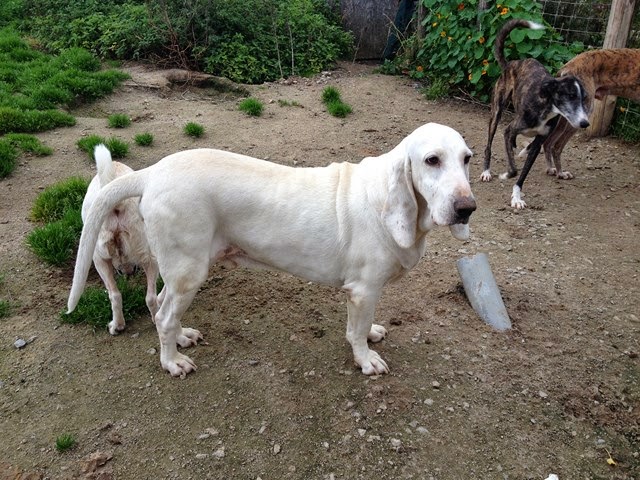 par hasard afin de  voir une éventuelle fa  -  à la place urgence pour 30 chiens Un sauvetage de toute urgence en France -  Crel - Galgos France ou Le Relais des Vip -  IMG_0521