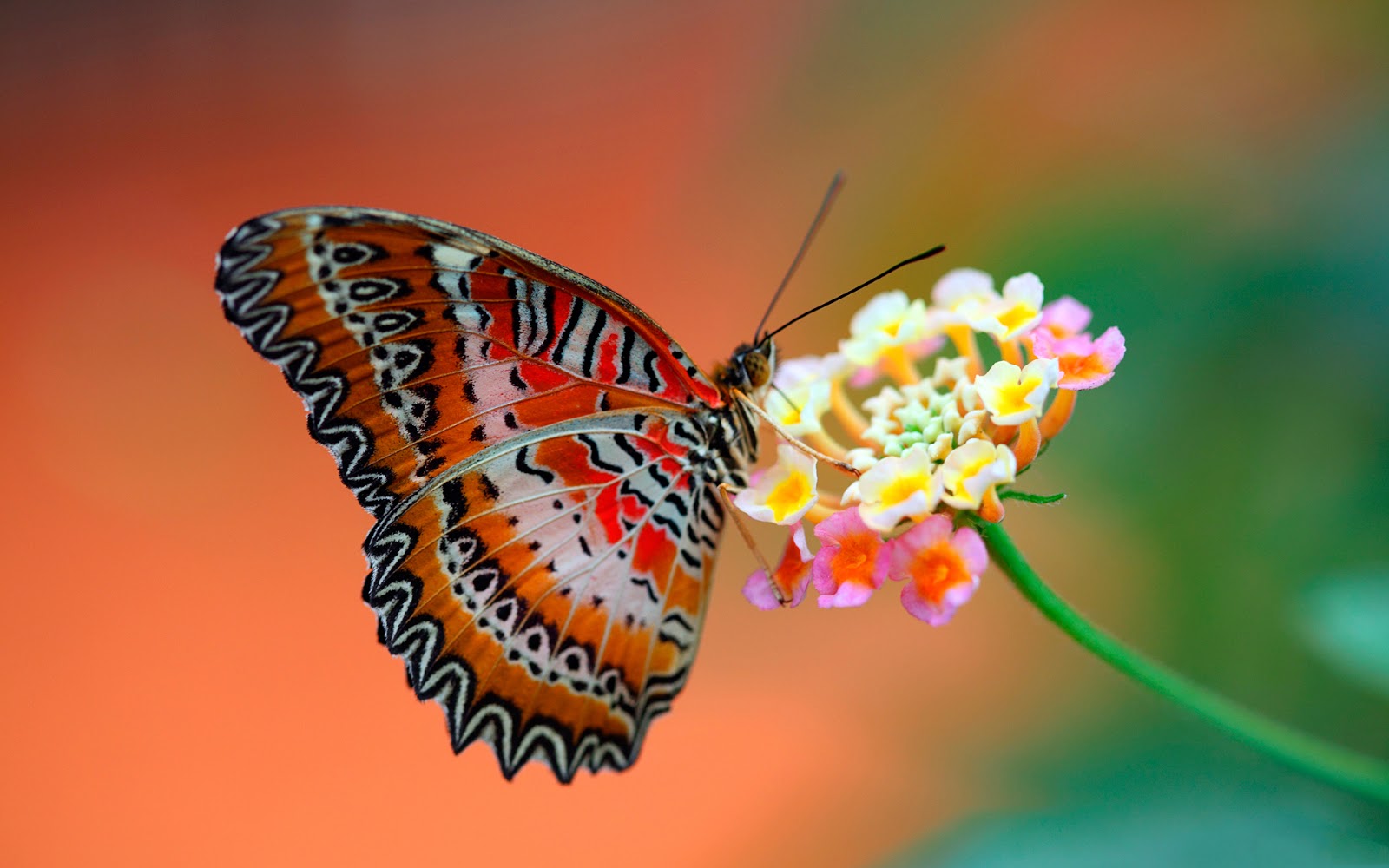 DE mil colores...... - Página 16 Im%C3%A1genes-bonitas-de-animales-10