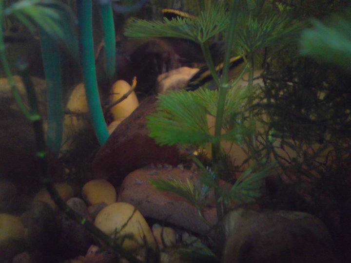 Hola, me precento a mi y a mi acuario :) Pelvicachromis-LPD