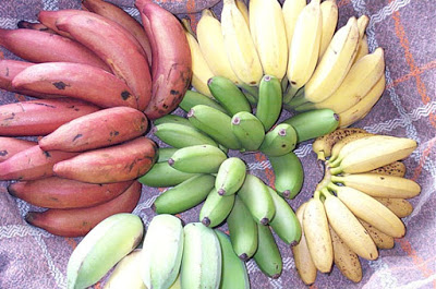 انواع اشجار الموز Banana-variety