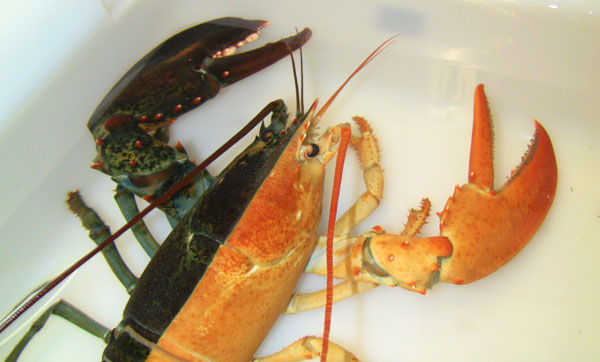 Une selection de homard Lobster_HalloweenCU