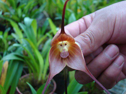 زهرة على شكل قرد Monkey%20orchid