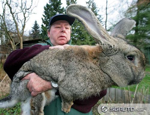 joyeuses paques LES FR Rabbit_Worlds_Biggest-s500x382-12144-580