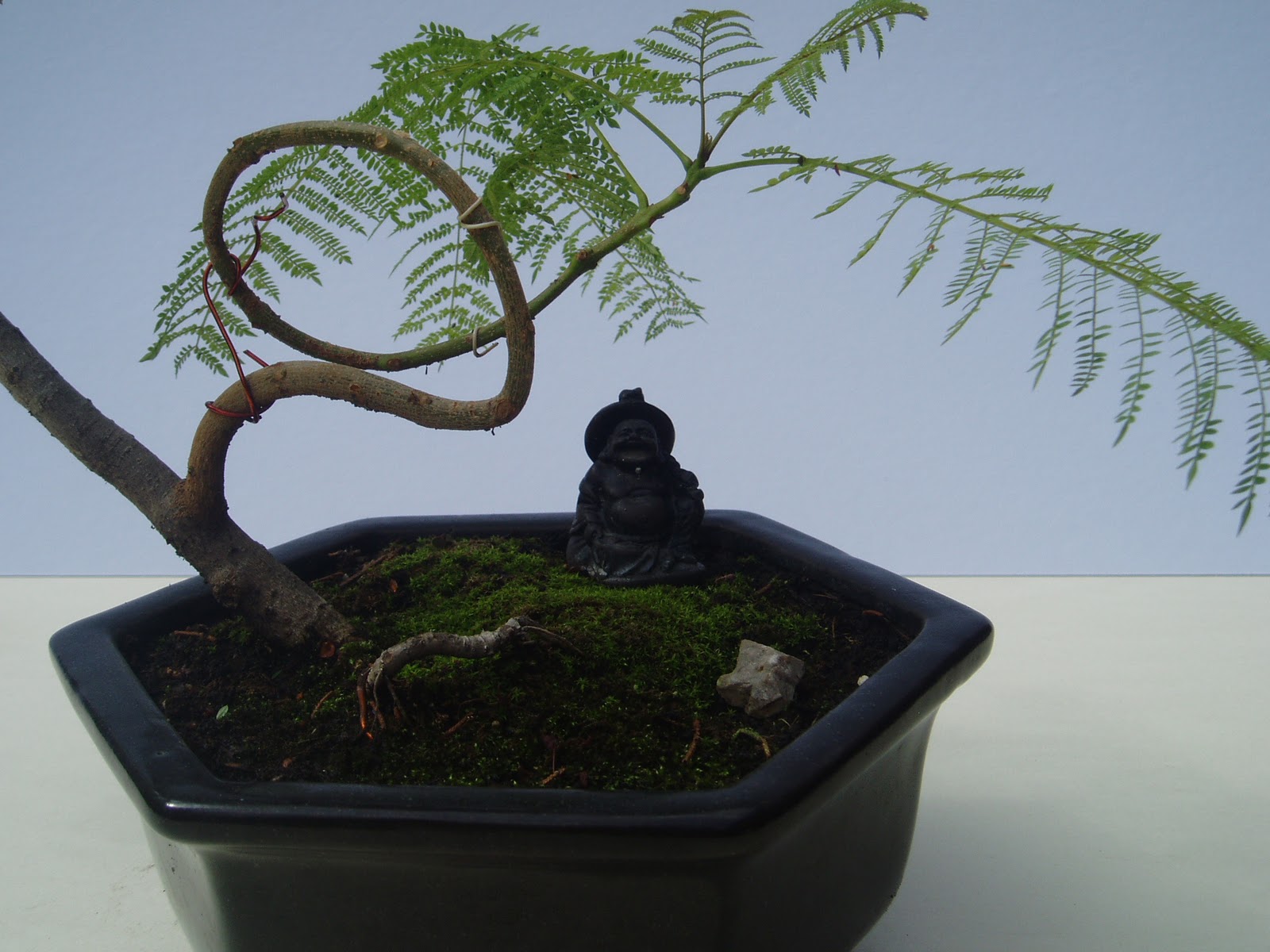 Forma adecuada para bonsai 20110706_41