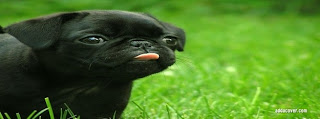 صور غلاف فيس بوك  12599-pug