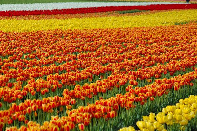 حديقة كيوكينهوف Keukenhof أكبر و أجمل حديقة أزهار في العالم. 3