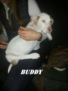 CACHORRO - BUDDY. Cachorro de pointer en Hellin ( Albacete ) (PE) BUDDY