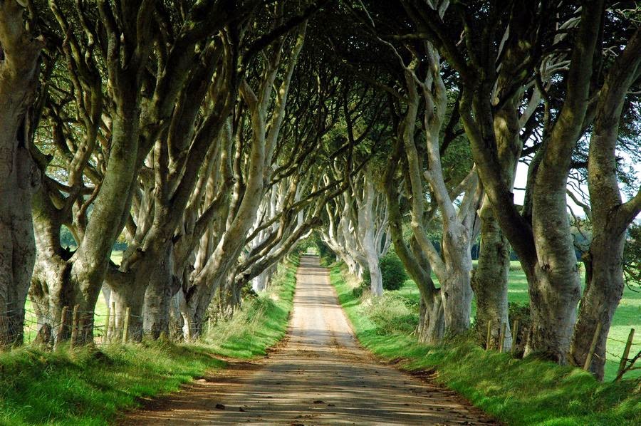 السياحة في ايرلندا Dark_Hedges_