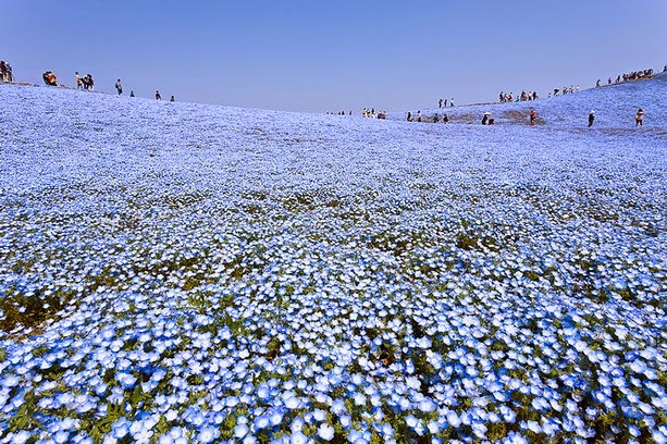 Fascinantes campos azules, no son de otro planeta son de aquí de la Tierra Azules2