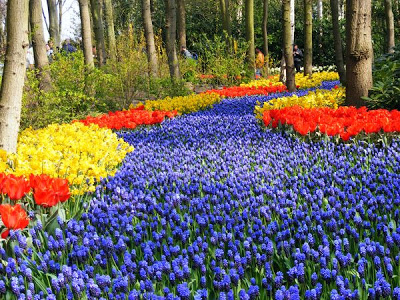 حديقة كيوكينهوف Keukenhof أكبر و أجمل حديقة أزهار في العالم. 5