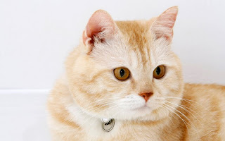 صور قطط جديده ، صور قطط صغيره ، صور قطط منوعه ، صور قطط للتصميم ، قطط ، 2011 ، 2012  Wallcate.com%20%2897%29